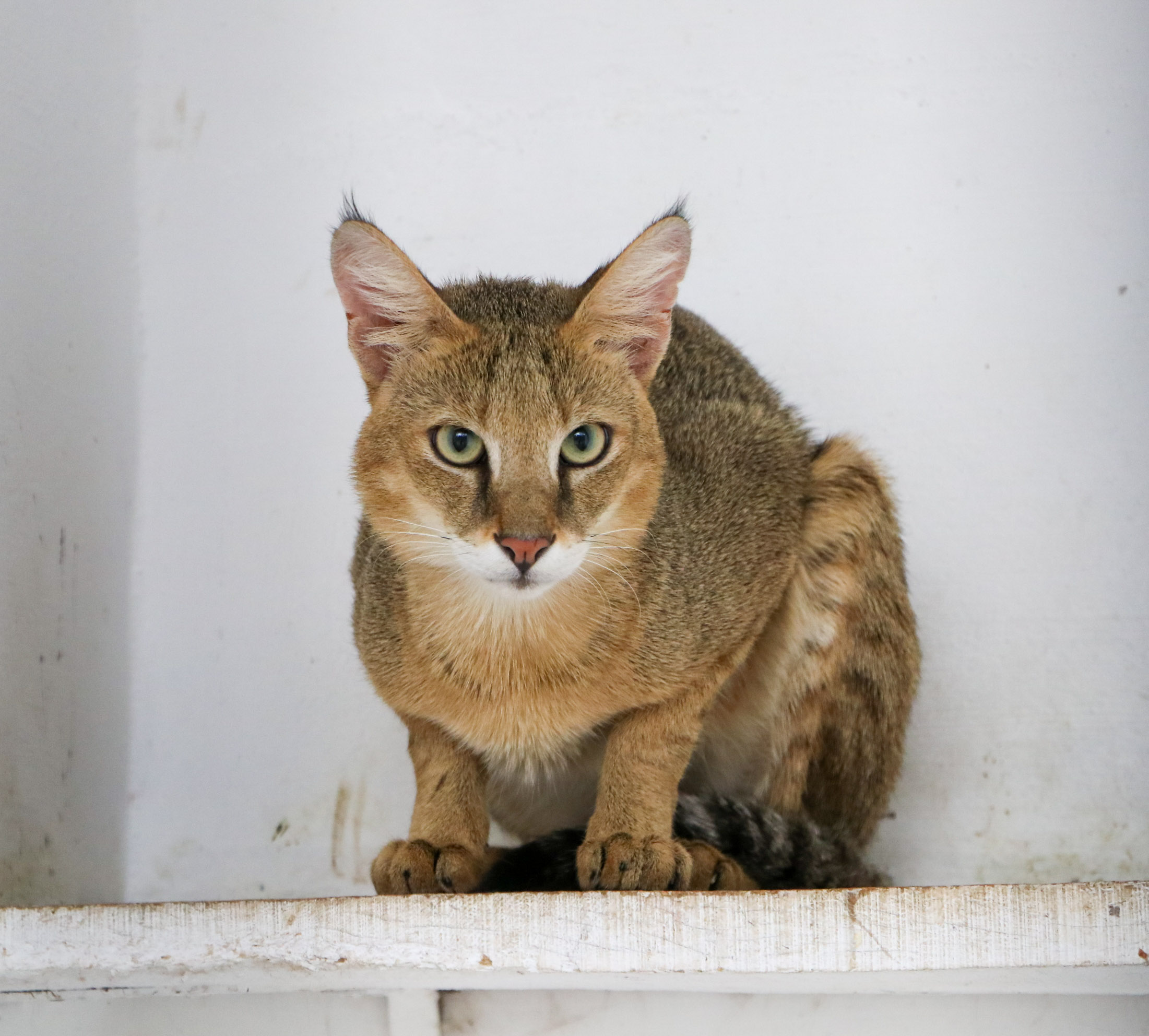 Jungle Cat